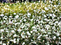 /album/galleria-foto-homepage/antichi-ricordi-jpg/